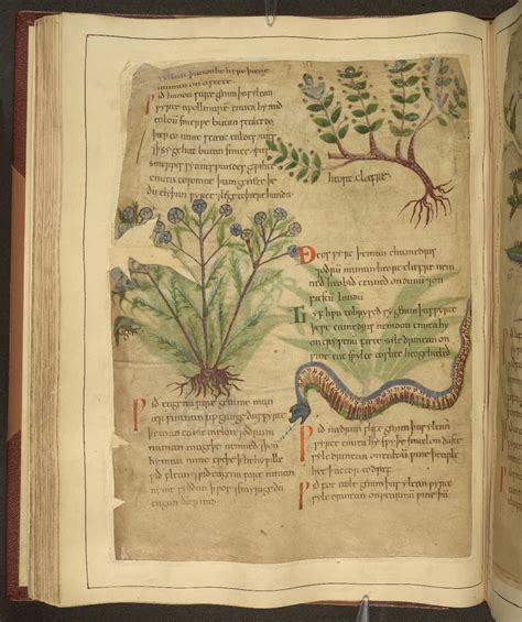 The Magical Properties of Pagan Herbs: Insights from an Ancient Text
